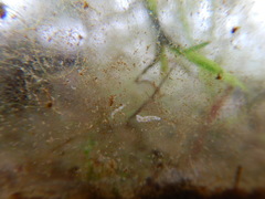 Macrostomum