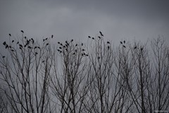Columba palumbus
