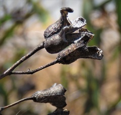 Billardiera variifolia