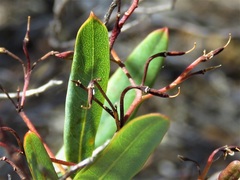 Billardiera variifolia