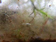 Macrostomum