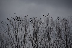 Columba palumbus