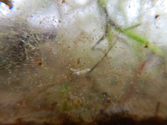 Macrostomum