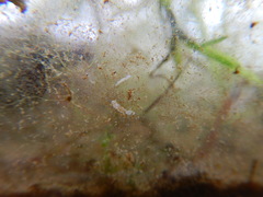 Macrostomum