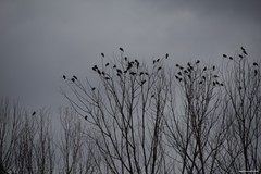 Columba palumbus