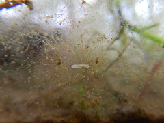 Macrostomum