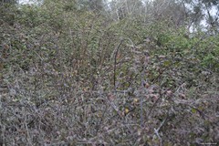 Rubus ulmifolius