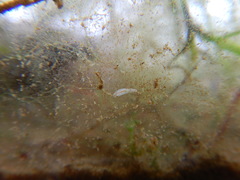 Macrostomum