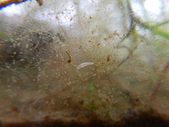 Macrostomum