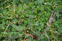 Capsella bursa-pastoris