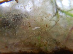 Macrostomum
