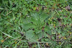Echium plantagineum