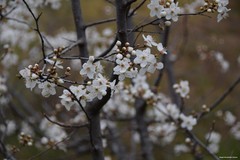 Prunus cerasifera