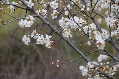 Prunus cerasifera