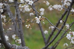 Prunus cerasifera