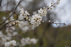 Prunus cerasifera