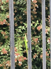 Anolis carolinensis