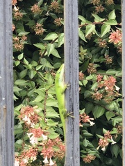 Anolis carolinensis