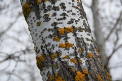 Xanthoria parietina