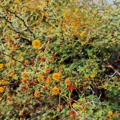 Vachellia eburnea