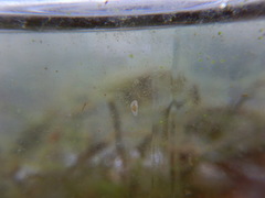 Macrostomum
