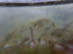 Macrostomum