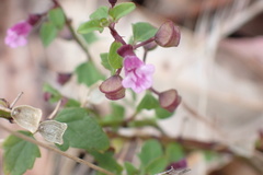 Scutellaria humilis