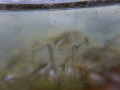 Macrostomum
