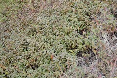 Hypericum calycinum