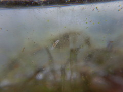 Macrostomum