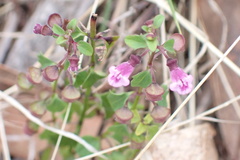 Scutellaria humilis