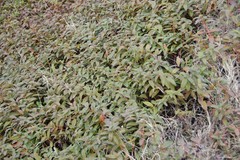 Hypericum calycinum