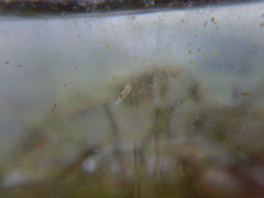 Macrostomum