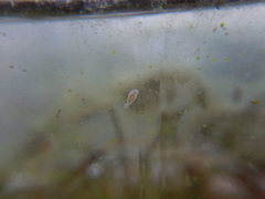 Macrostomum