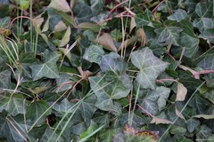 Hedera helix
