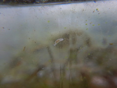 Macrostomum