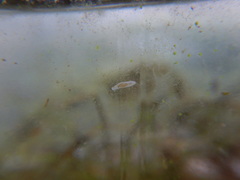 Macrostomum