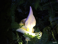 Amorphophallus prainii