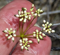 Platysace deflexa