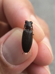Elateridae