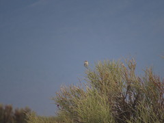 Muscisaxicola rufivertex