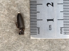 Elateridae