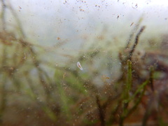 Macrostomum