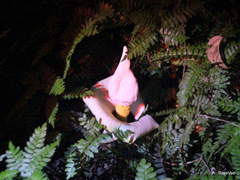 Amorphophallus prainii
