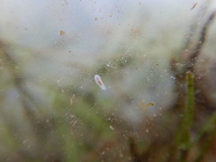Macrostomum