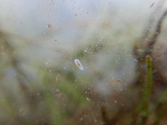 Macrostomum