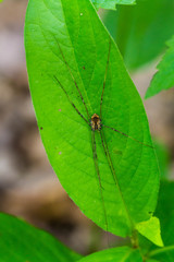 Leiobunum ventricosum