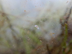 Macrostomum