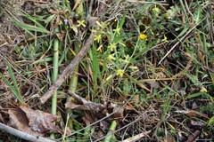 Brassica barrelieri