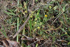 Brassica barrelieri